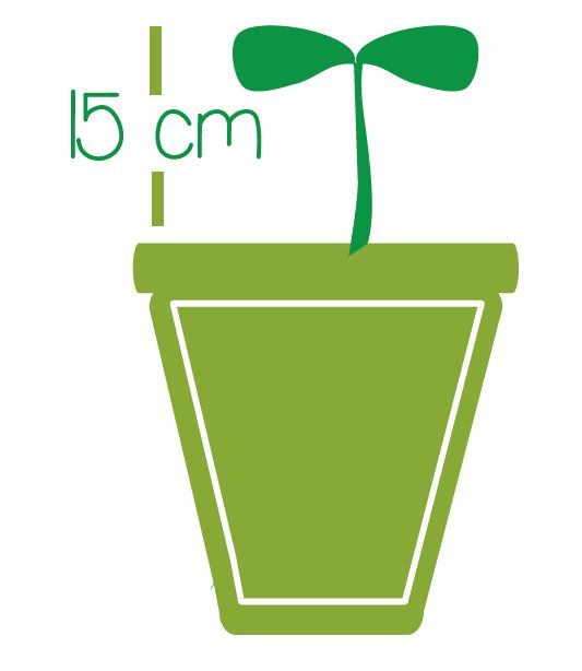 replanter concombre dans le potager